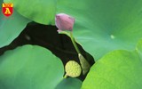 Thiếu nữ Hà thành nô nức khoe sắc cùng mùa sen nở